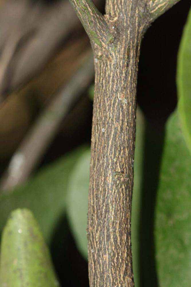              Second - third year twig (Riverside, CA)       